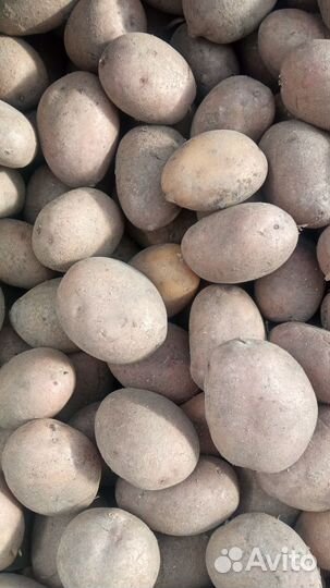 Картофель на еду