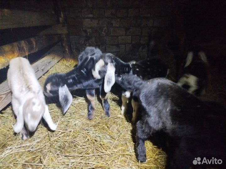 Козлята