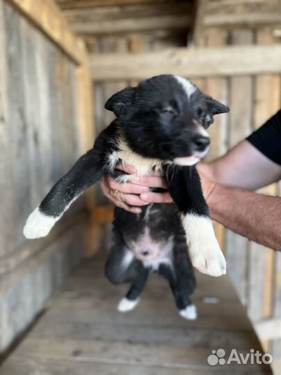 Щенки русско европейской лайки