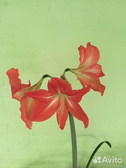 Гиппиаструм