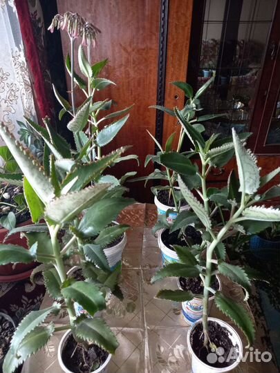 Продаю цветы комнатные