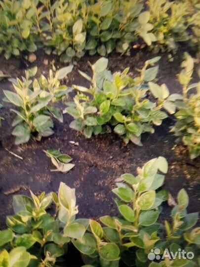 Продам саженцы кизильника блестящего