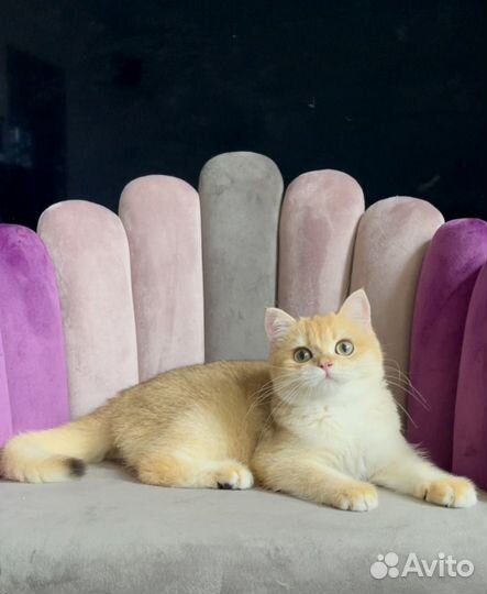 Британская золотая шиншилла ny12 шоу класс Елла