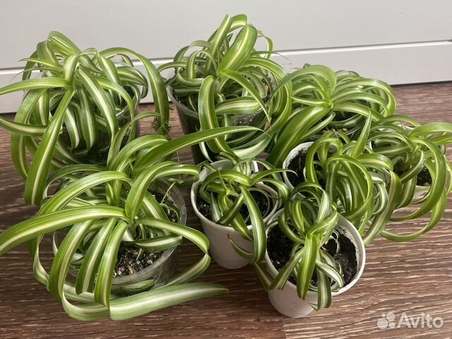 Хлорофитум Бонни кудрявый