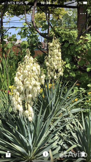 Юкка нитчатая