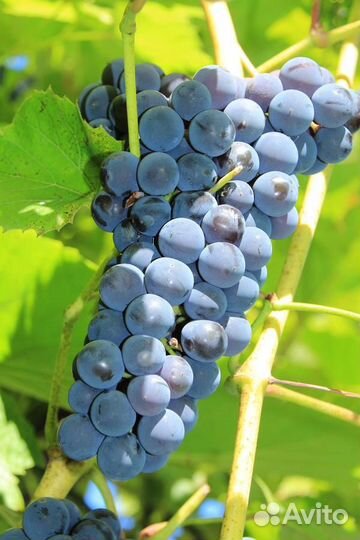 Виноград Изабелла винный
