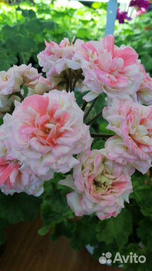 Пеларгония герань