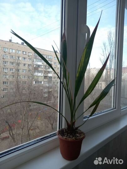 Финиковая пальма, 7 лет