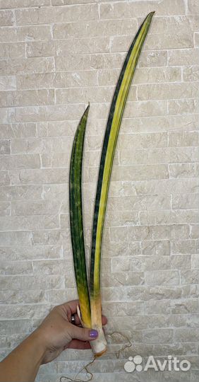 Сансевиерия hallii Baseball bat var