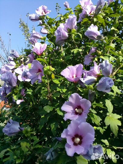 Цветущие кустарники и другие