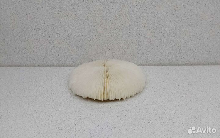 Коралл круглый 12,6 морской сувенир подарок