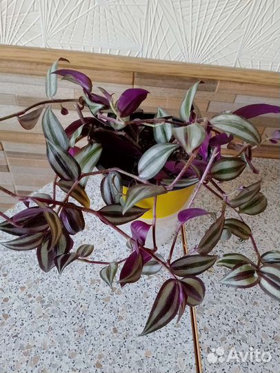 Традесканция зебрина