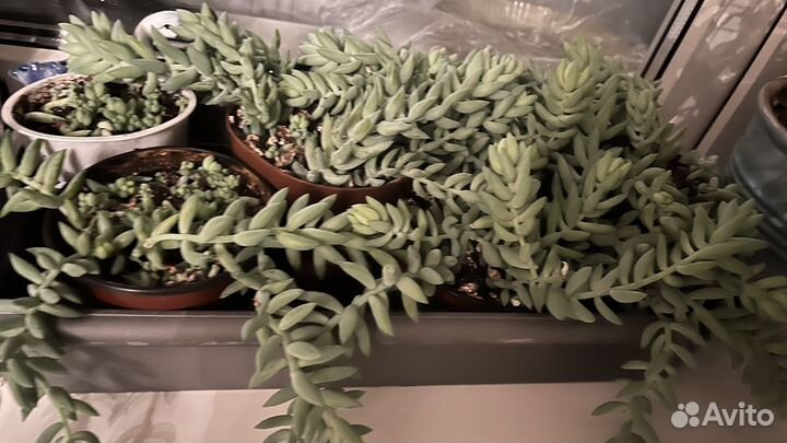 Очиток моргана