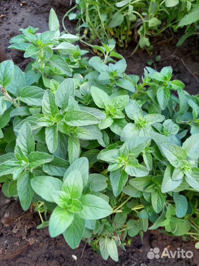 Душица мелисса мята перечная