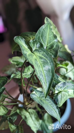 Сингониумы