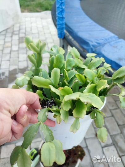 Рождественник шлюмбергер 