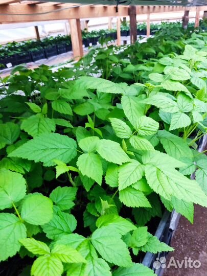 Перегной крс 2/3г,торф,чернозем шикарный,от мешка