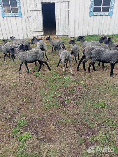 Овцы бараны ягнята романовские