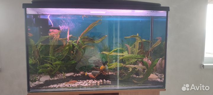 Аквариум 240 литров