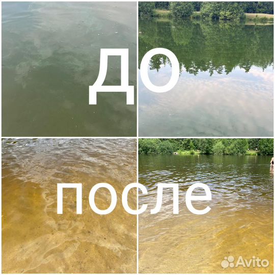 Хлорелла высокой плотности для водоемов и рыб