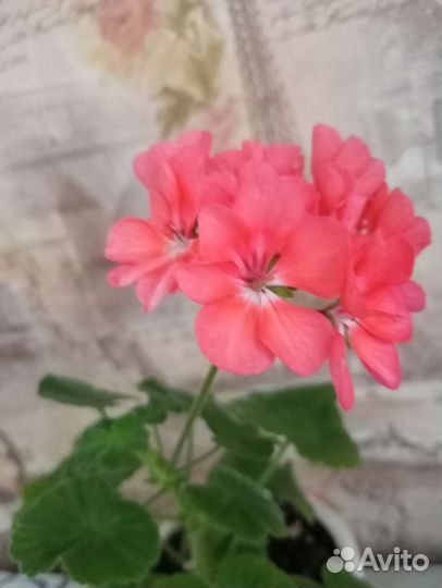 Пеларгония герань