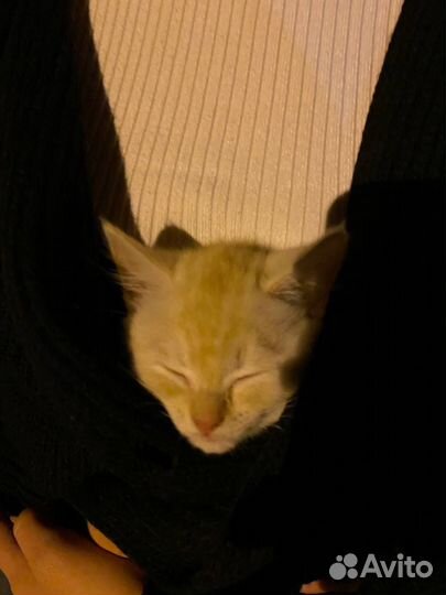 Кошка в дар бесплатно