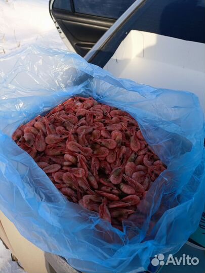 Северная креветка 5 кг