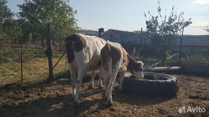 Корова,телка