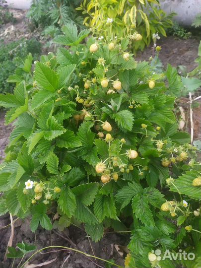 Клубника саженцы