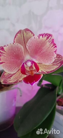 Фаленопсис