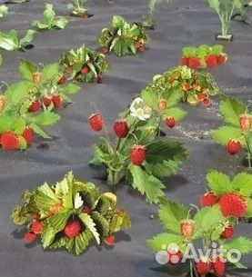 Агротекс 60г/кв.м чёрный (1 пог. м)