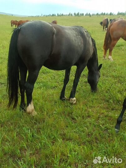 Кобылы с жеребятами (полутяжики)