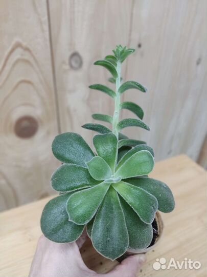 Суккуленты