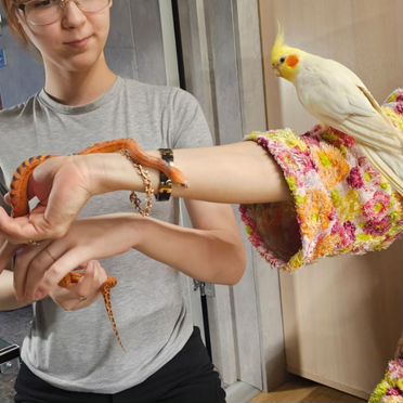 Корелла ручной говорящий попугай