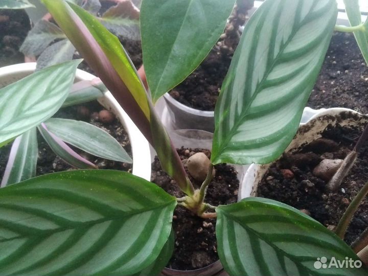 Разные цветы