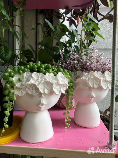 Крестовник роули и Коллизия