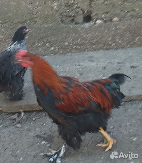Петухи молодки домашние