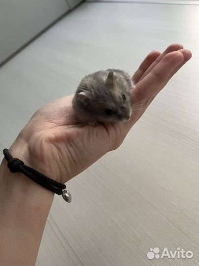 Джунгарский хомяк сапфировый