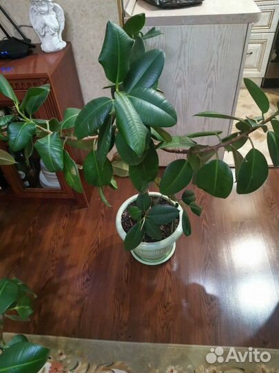 Продам фикус