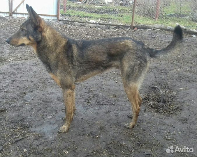 Высокий мальчик