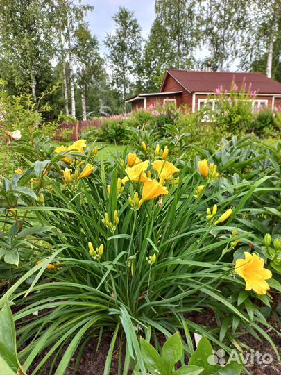 Лилия, лилейник