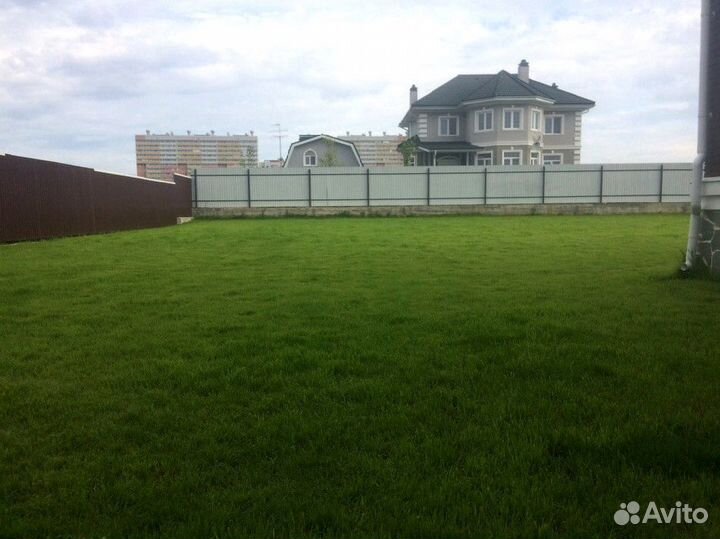 Семена газонной травы