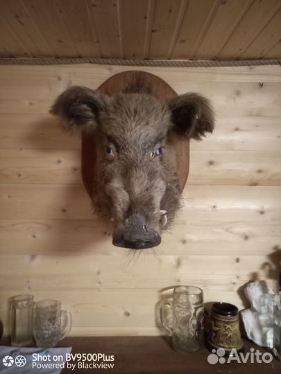 Чучело кабана