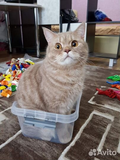 Кот шотландец