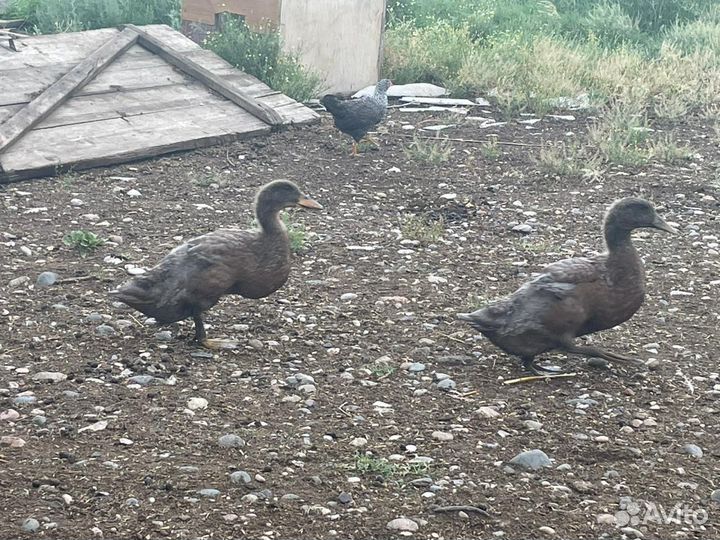 Руанские утки-утята