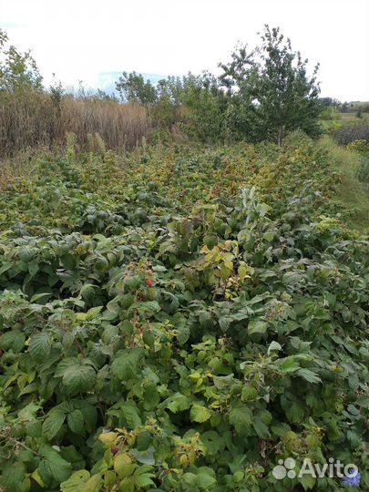 Саженцы малины 