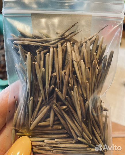 Бамбук гигантский семена шанхай