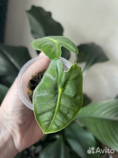 Алоказия clypeolata, sinuata, micholitziana