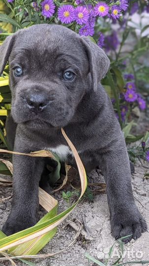 Щенки кане Корсо