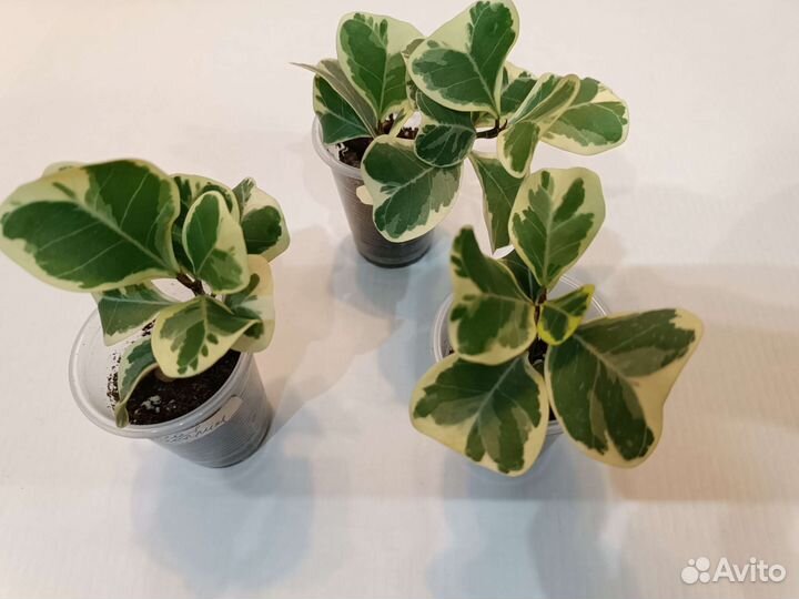 Цветы комнатные растения разные